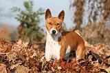 BASENJI 053